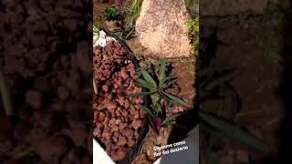 Transformación del jardín de mi mamá con 300 pesos. Parte 2. ver el vídeo completo en mi canal.