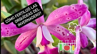 ✅CÓMO FERTILIZÓ LAS ORQUÍDEAS DEL INVERNADERO⁉️🌸🙋🏻‍♀️