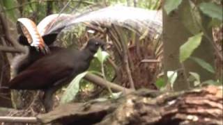 Lyrebird  mimicking a kookaburra