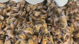 How to install a package of honeybees into a hive.