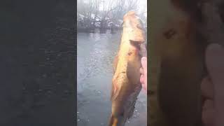 Biggest Carp of the day! #subscribe #shorts #fishing #fish #river #commoncarp #utah