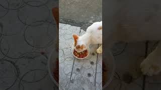 Feeding Stray Cat😺