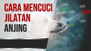 Cara Mencuci Barang yang Dijilati Anjing | Cara Membersihkan Jilatan Anjing