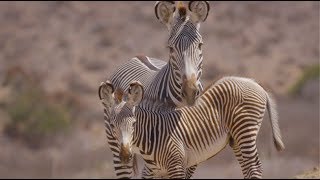 Meet the Safari Park's Baby Animals