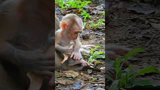 a little baby sitdown on land #baby #cute #monkey #sitdown #little #short