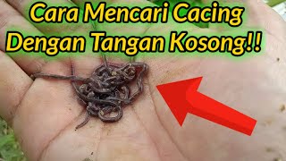 Cara Mudah Mencari Cacing Tanpa Alat