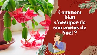 comment bien s'en occuper de son cactus de noël ?