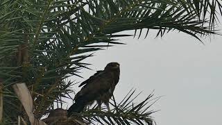 Raptorwatching : Indian spotted eagle ( Clanga hastata) on a date-palm tree.