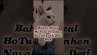 CAT |new funny meme  #cat #cutememes #catlover #turkishangora #funny #summerofshorts #petrabbit