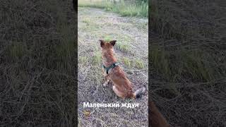 Маленький ждун 🐕