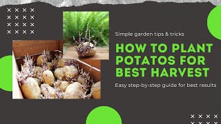 How to plant potatoes in 3 steps. Easy guide (quick and simple)