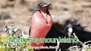 North Seymour Island, Galapagos, Ecuador | 厄瓜多尔, 加拉帕戈斯群岛, 北西摩岛旅行随记