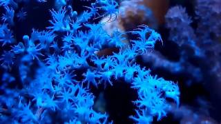 Gorgonia azul "coral sps" hd