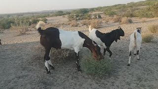 qurbani ke bakre or kuch bakreeyan