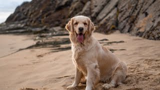 How to Reduce Golden Retriever Shedding: Grooming Tips