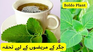 Boldo Plant Uses And Benefits | Grow And Care Boldo Plant | Rare Garden