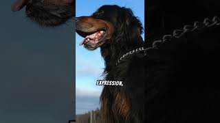 Interesting Facts About The Gordon Setter