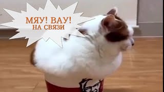 ПРИКОЛЫ СО СМЕШНЫМИ КОТАМИ И СОБАКАМИ | Чёрные коты с МЯУ! ВАУ!