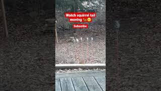 Watch squirrel tail moving  🙂🐿 #shorts #squirrel #funny #youtubeshorts