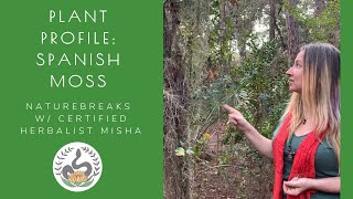 Plant Profile: Spanish Moss (Florida native plant)