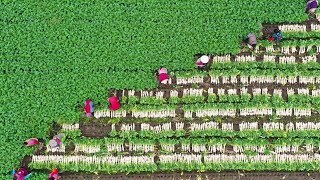 The Life Cycle of Radishes | Modern Agricultural Cultivation and Harvest of White Radishes