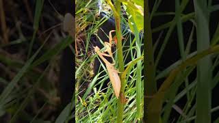 Imádkozó sáska, ájtatos manó (Mantis religiosa) 4.