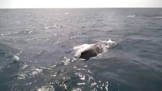 Humpback Whale Watching off Hillarys Perth WA