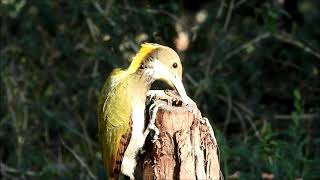 greater yellow naped woodpecker