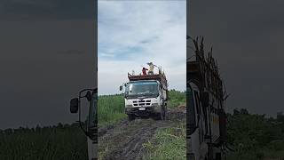 Sugar cane boys #sugercane_cutting #garden #motorbike