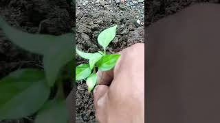 TRANSPLANTING SILING PANIGANG #transplanting #silingpanigang #asmr