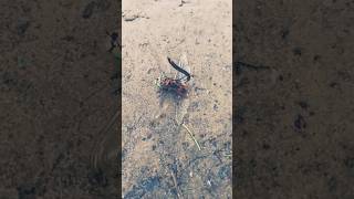 Шершень против  стрекозы.#стрекоза #шершень#mortalkombat #shortvideo#insects #опасные