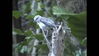 Tropical mockingbirds, Tobago