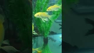 #automobile #butterflyfish #instrumentalbeats #asmr #cat #aquarium #musiccreation #bigbanktiktok