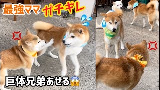 やる気ない柴犬最強ママを遊びに誘いガチギレされる巨体兄弟がかわいい