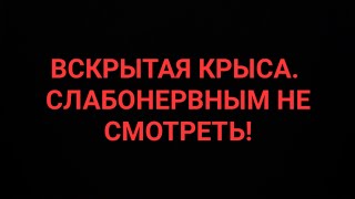 Вскрытие крысы | What's wrong with her now? (c)