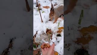 Помогаю Бусинке делать запасы ❄⛄🍁🌳🌲😋🌰🐿❤🐾 #белка #белочка #лес #природа #дружба #любовь #squirrel 🐿❤⛄