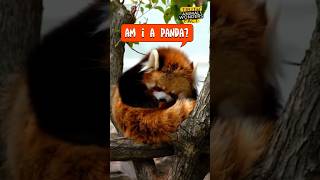 Incredible Red Panda Facts That Will Blow Your Mind! 🤯 #animalwonders