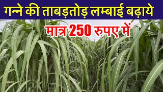 गन्ने की ताबड़तोड़ लम्बाई बढ़ाये मात्र 250 रुपए में | ganne ki lambai kaise badhaye