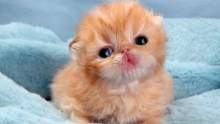 Cutest baby animals video compilation cute moment of the animals - cute animals