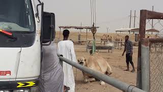 Camels Loading  in Truck | truck | Camel  Truck |  Loading Truck | Gulf Camel