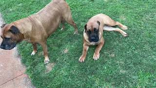 Two boerboels playing 🐶