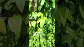 piper kadrusa/java long piper/cabe jawa #short #shortvideo #tanamanobatherbal #tanamanobat