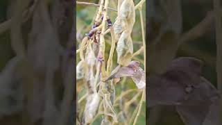 Японска Акация,Софора,Sophora japonica,красиво декоративно дърво,лечебно,парково,Стара Загора.