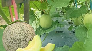 Cara menanam Buah Melon Di Tanah Gambut Berpasir