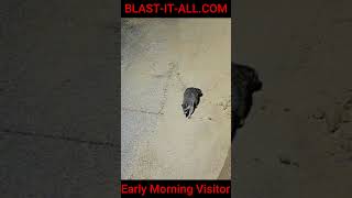 Caught On Camera - Early Morning Guests - Fox, Raccoon, Rabbit