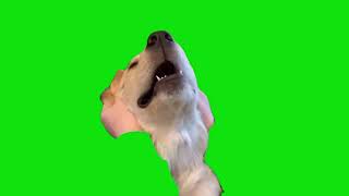 Snoring Dog Meme Green Screen Chroma Key Template