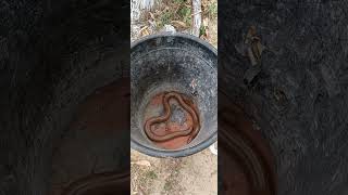 Two headed Red Sand Boa snake worth 2crore