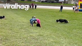 Border Collies Herd Ducks Under Girl's Back Bend || ViralHog