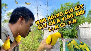 kinh hoàng săn bắt,bẫy chim vàng anh,bẻo,hoét trúng cả đàn bắt mỏi tay/độc lạ sầm sơn-HD