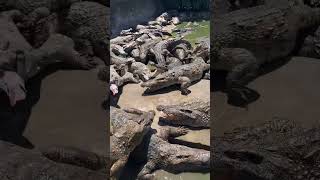 WOW Feeding Crocodile ! Who want to do this work #feeding #crocodile #short23